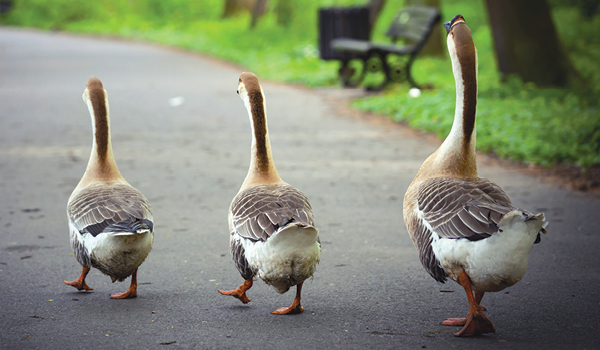Image of ducks of varying sizes walking on a path